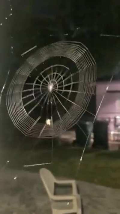 Spider 🕷 weaving a web