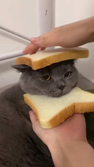 Inbread cat
