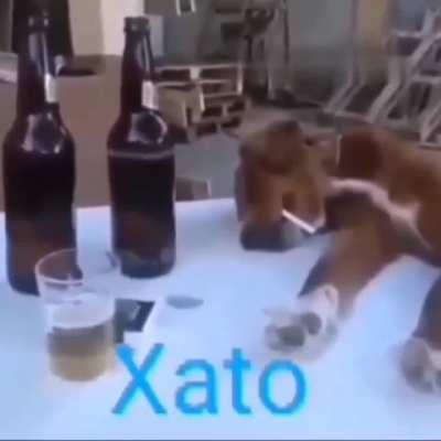 Xato
