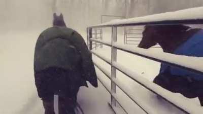 Horses instantly regret going out in the snow, well not instant but within the span of 5 seconds.
