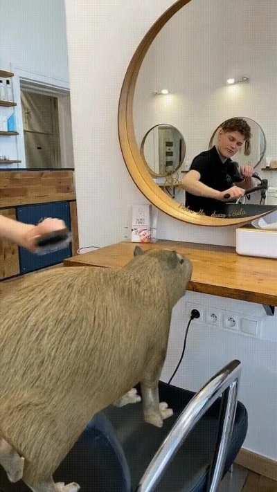 CAPY MAKE A NEW HAIRCUT