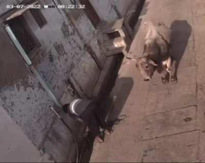 Cow just said fuck you