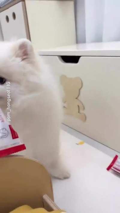 Dogs having better rooms out there than most people