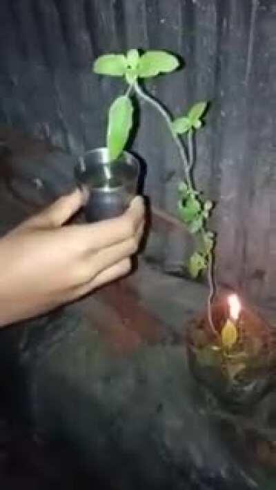 Plant Reacts Strangely to Water