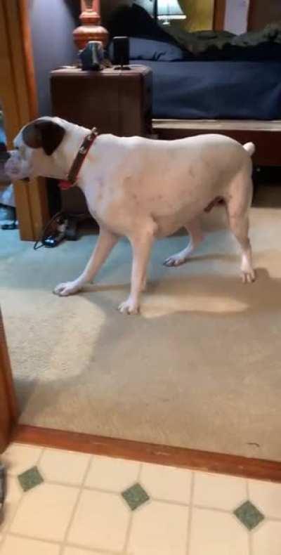 Makos welcome home zoomies