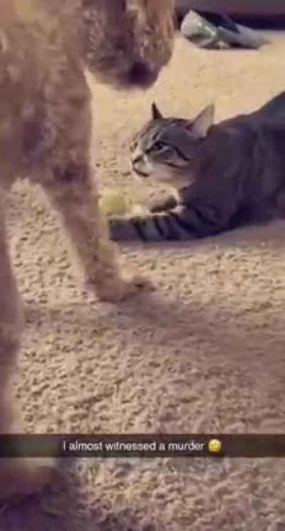 Sneaky cat hides the ball from dog