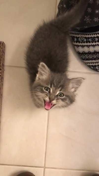 Our new foster (failure) demands immediate snuggles