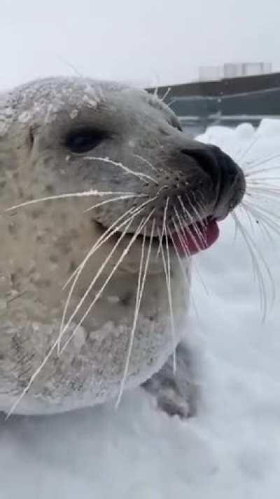 Or maybe they really are sea dogs?