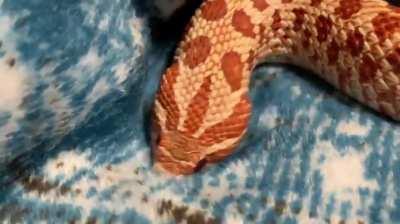 Scratch, scratch and scratchin that snooty