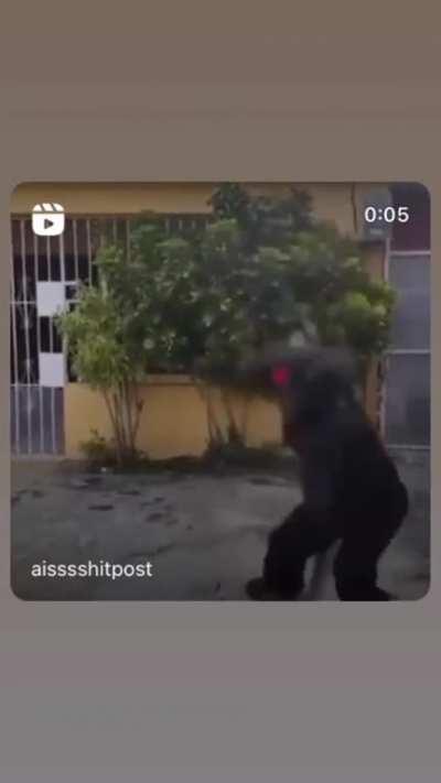 tiembla musashi Miyamoto