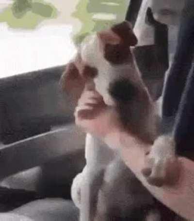 Dogs reaction after being adopted