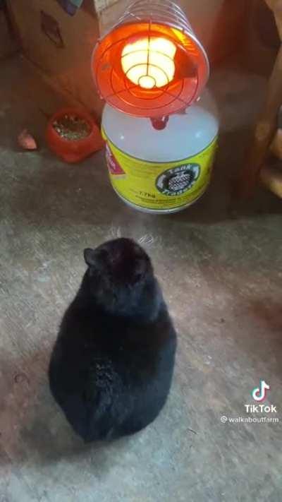 This Chonk defrosting after a stroll outside!