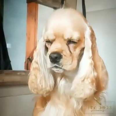 “DO NOT DISTURB: PROFESSIONAL NAPPER”