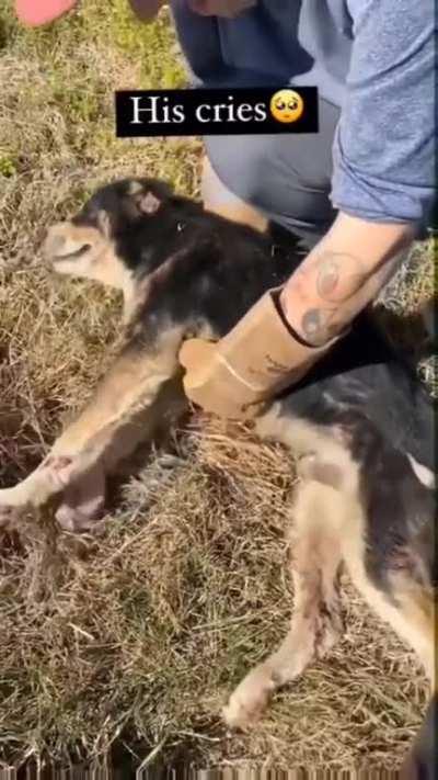This little guy saw his friend hit by a car and never left his side