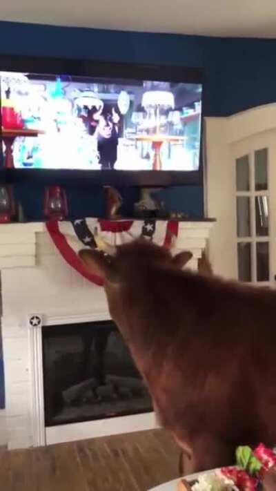 Cow watching his favourite moovie