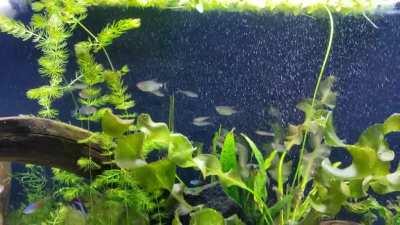My 75 gallon tetra tank