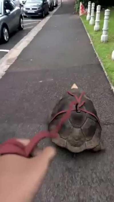 Labra-Tortoise rendered realtime in blender eevee