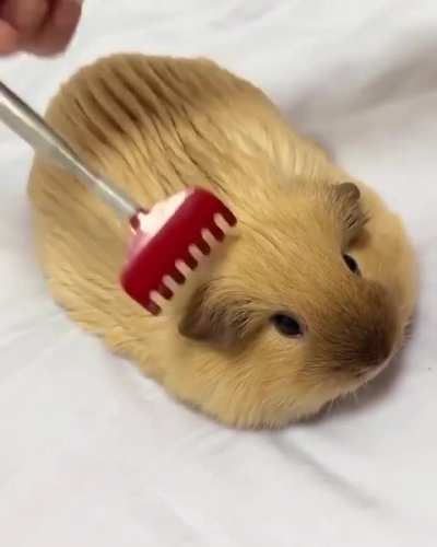 How the hell do I deal with Elliot mains? (Captivating video)