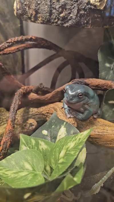 My frog Boba is a hard core Lovenjoyer