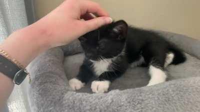 Mrrp…. …… e, e