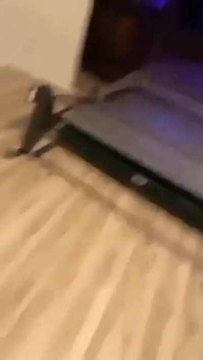 why did he think this would be a good idea