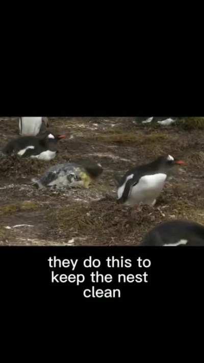 Yeah i don't like penguins anymore