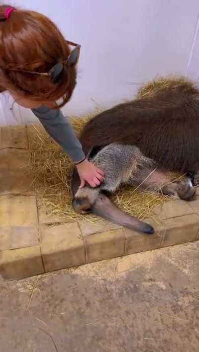 This Anteater is my spirit animal.