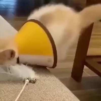 After working its cute reaction.