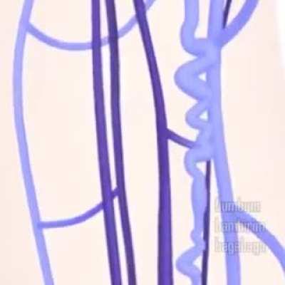 ClumsyKitty - Video #8184