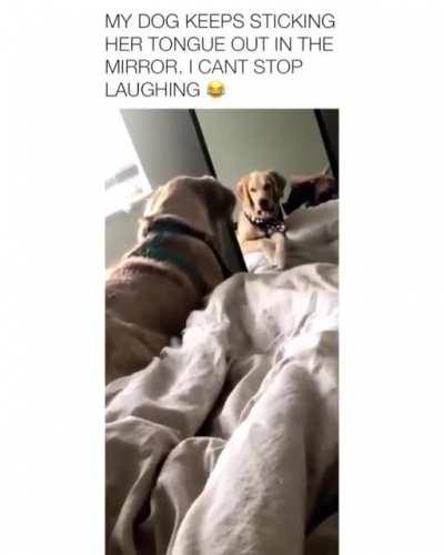 I think this dog just discovered that it has a tongue.