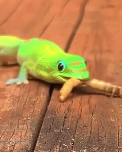 Hungry gold dust day geckos