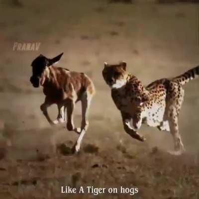 Jai shiva ji 🚩🧡