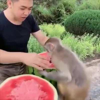 Human and monkey, joining a watermelon feast