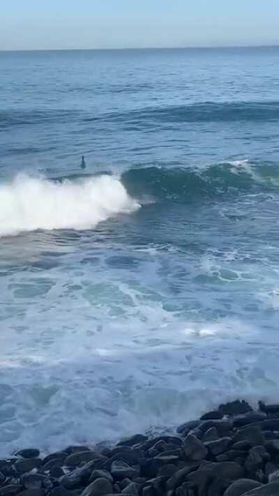 Caught these kooks trying to surf in La Jolla