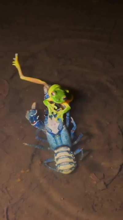 An australian lamington crayfish attacks an orange-eyed tree frog