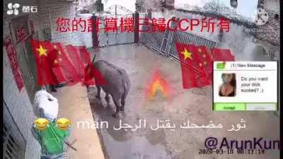 FUNNY BULL KILLS MAN in China 😂😂😂👌✅✅✅ مضحك الثور قتل xd