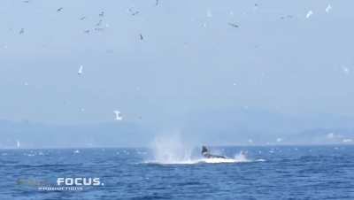 🔥 Transient Orca punts a seal 80 feet into the air.