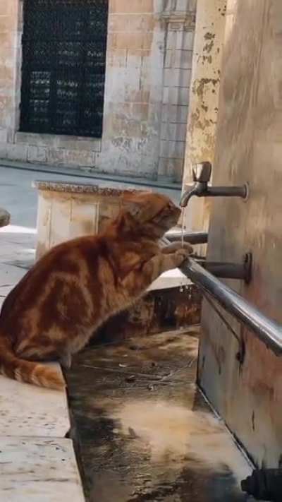 A rare moment of grace: The Feline Deity at the sacred source.