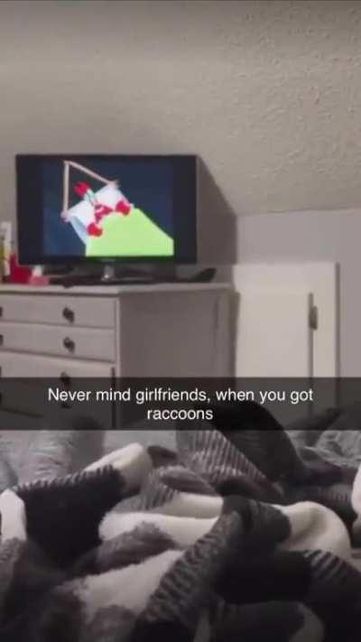 Screw it. I'm gonna get a raccoon.  