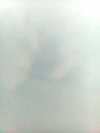 Bees hate rap music maybe