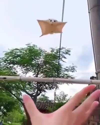 Flying Squirrel Hugs are Adorable