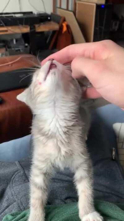 Rubs for a tiny nose ❤️