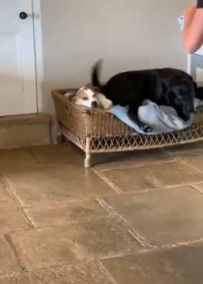 [Haiku] impressive music doggo