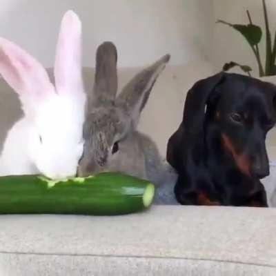 When your vegan friends invite you for dinner.