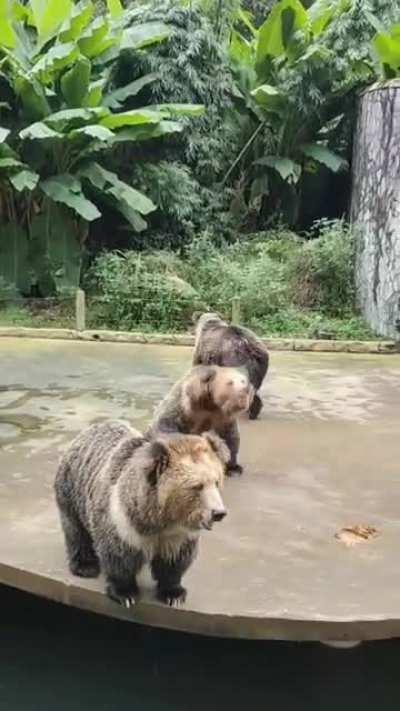 Немного мишек в ленту