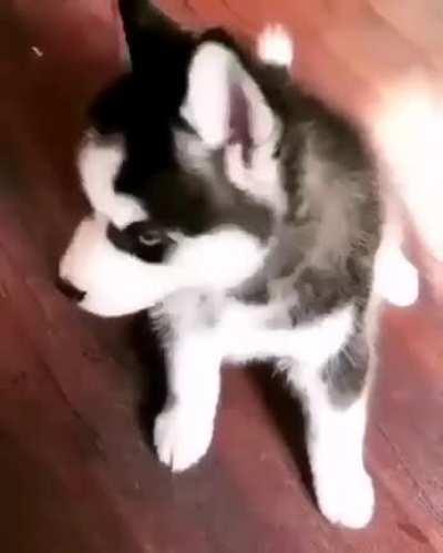 papa, i'm hungry, i'm very hungry