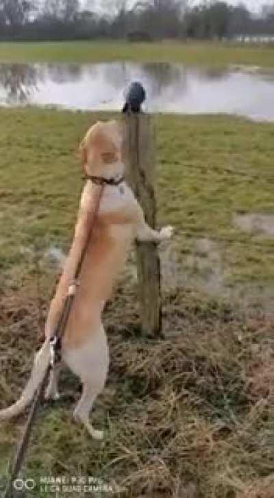 His Name is Bob, He's 1 year old and i love him