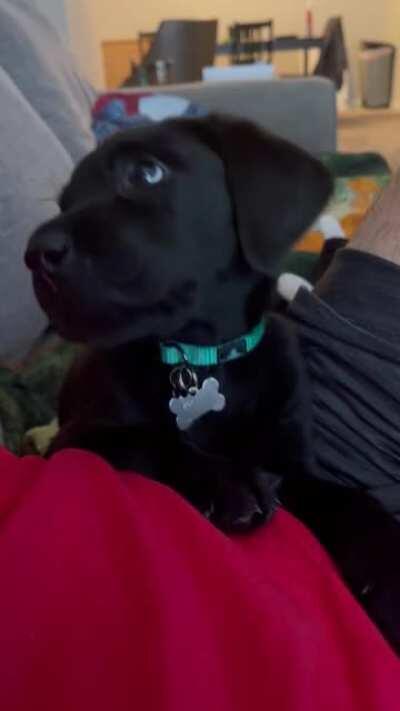 Some very rare head tilts from Reginald.