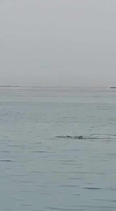 Recent shark attack in Egypt