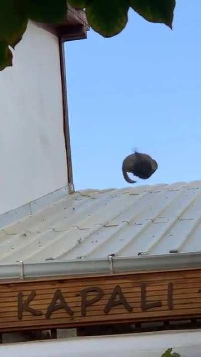 Two cats fighting in Grand Bazaar/İstanbul